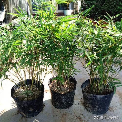 凤尾竹怎么养不出竹竿来,凤尾竹不分株怎么弄