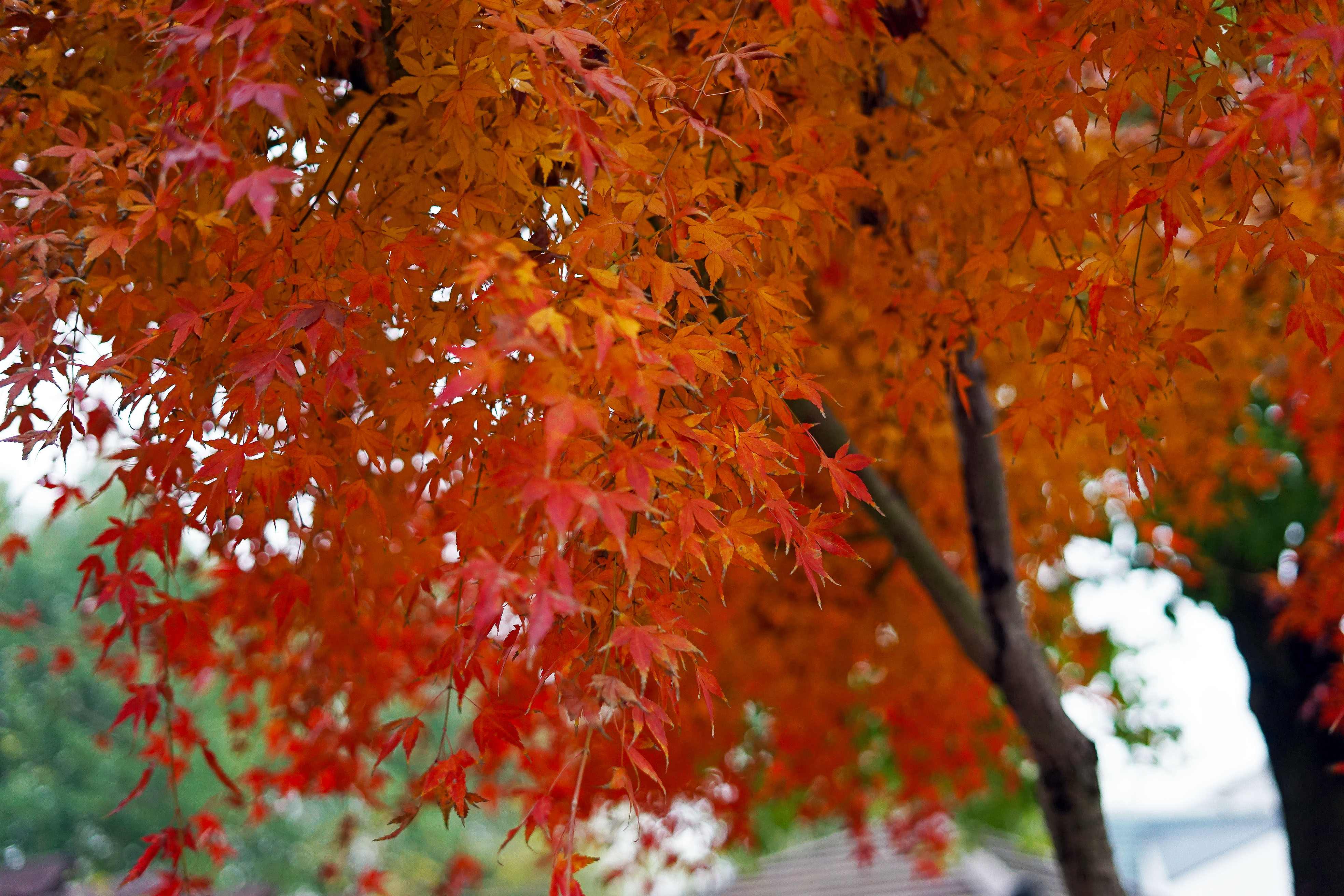 苏州是个温柔的地方,苏州人是个雅致的女人