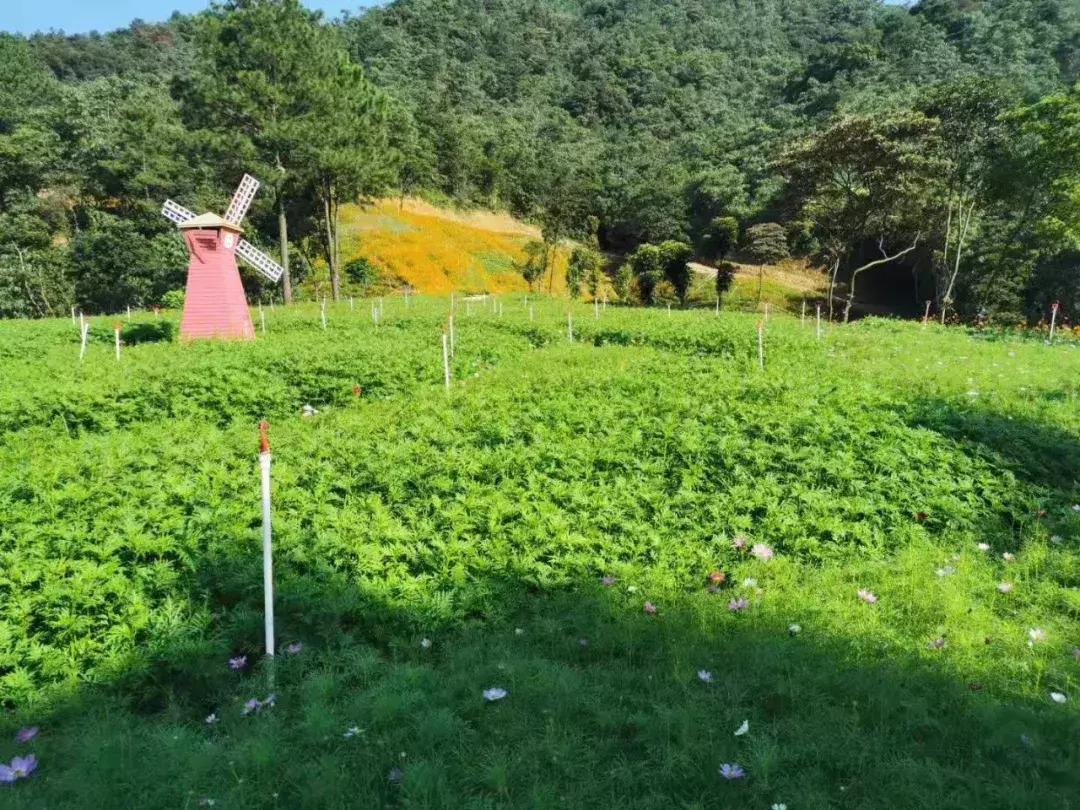 清远七天玩乐,清远一日游最佳景点一览表最新