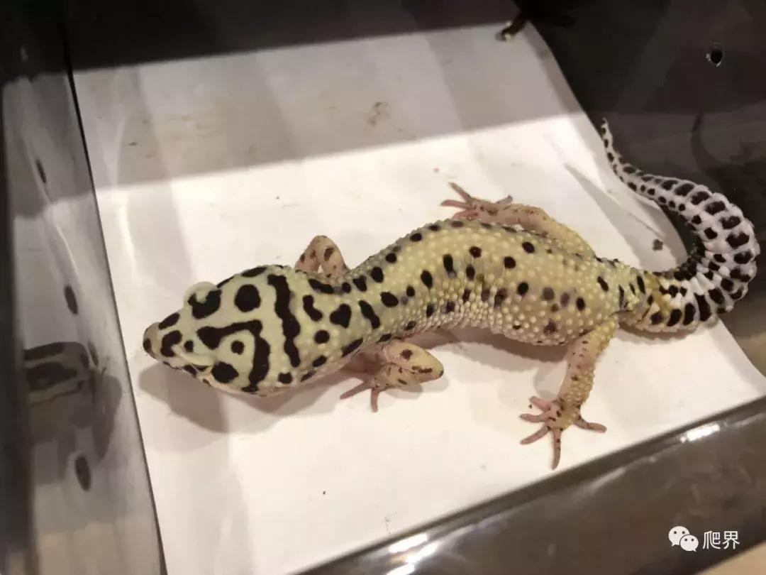 伦敦的爬宠店,隐藏在小区深处的店铺