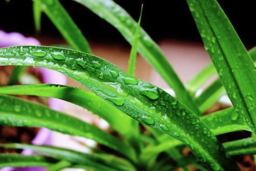 吊兰水培不剪断匍匐茎可以土培吗,吊兰干尖黄叶是什么原因