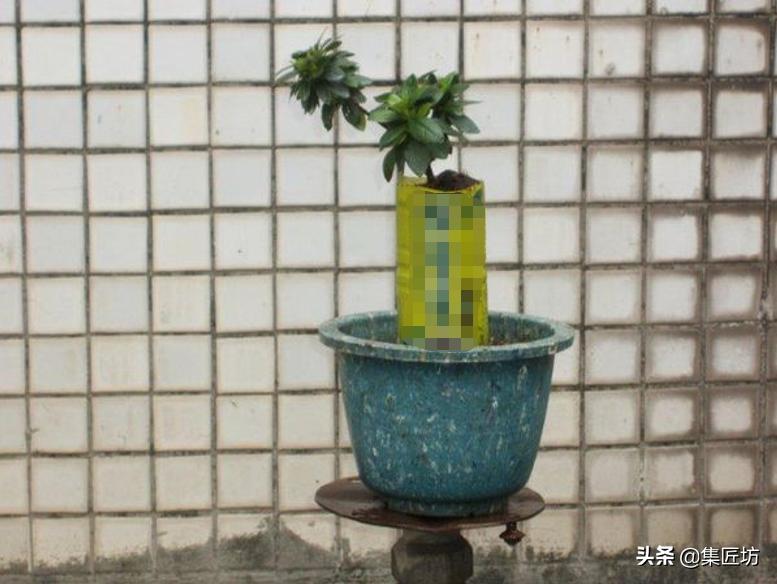 杜鹃斜飘式盆景制作过程,杜鹃盆景10种造型法