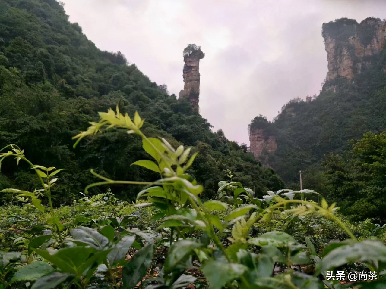 红茶之外的世界||给大家解读的这款莓茶,诚壹也没有喝过