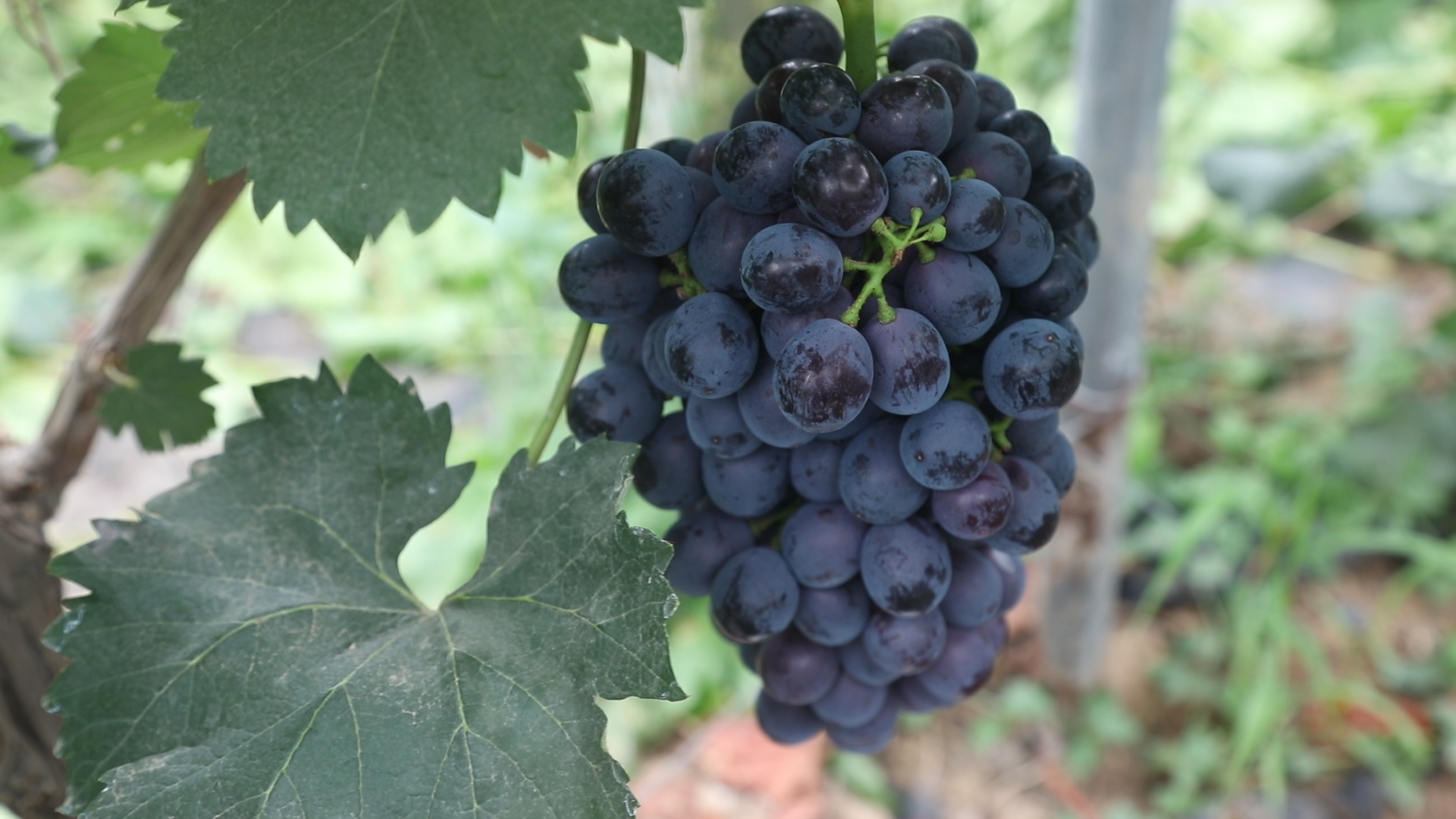 葡萄种植简单却又不简单?葡萄成熟之际的两项三注意,一定做好