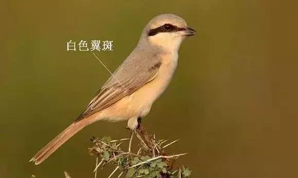 伯劳鸟饲养,没睁眼的伯劳怎样饲养