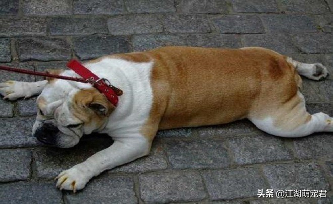 遛狗途中狗狗突然不肯走，不要生拉硬拽，可能是下面5个原因