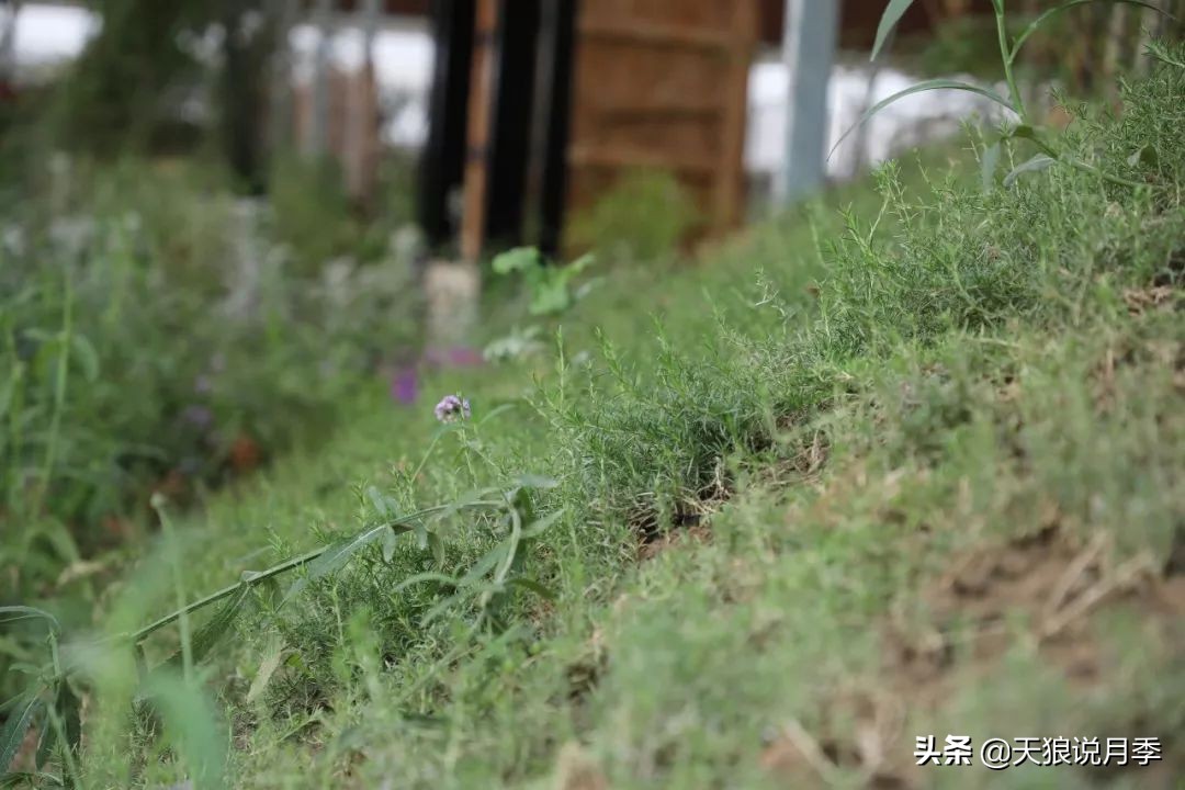盘点每个世界第一关最强的植物,有哪些可以卡无敌的植物