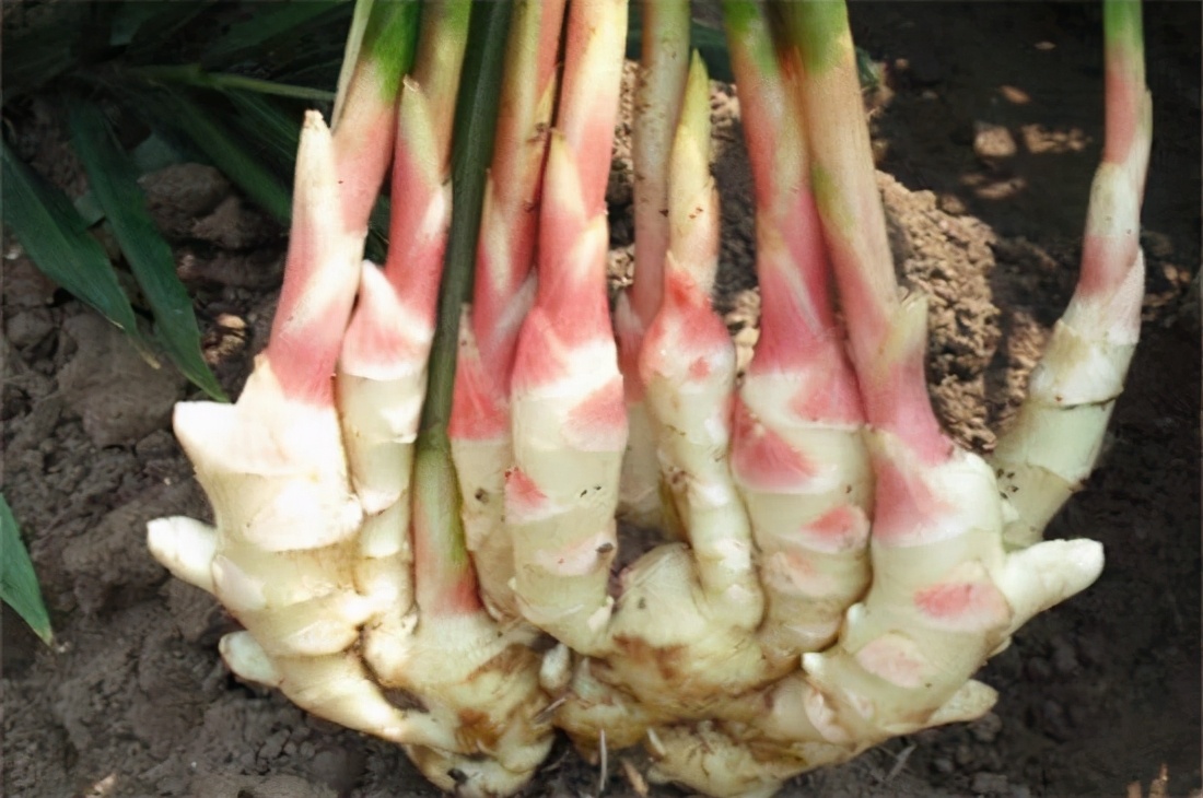 无土栽培生姜盆景,花盆生姜种植技术大全