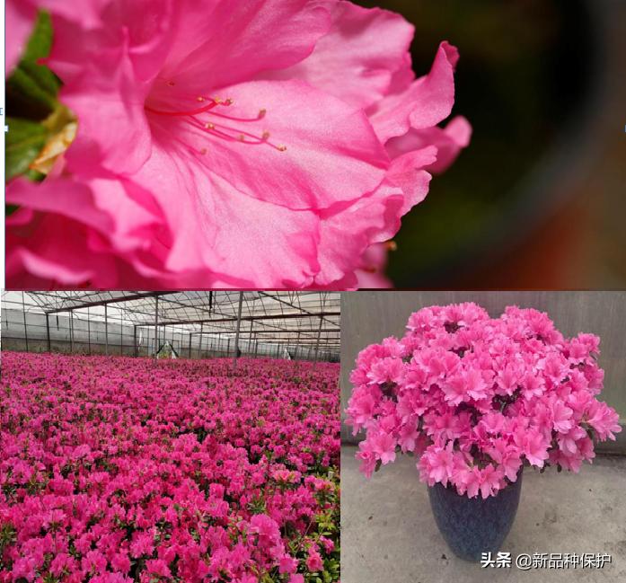 优良品种有哪些,最好的品种是哪一种