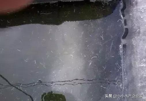 对虾黄肝是什么原因引起的,对虾白便可以治好吗