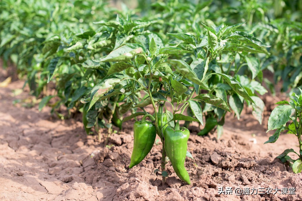 辣椒青枯病怎么得的,辣椒青枯病炭疽病用什么药