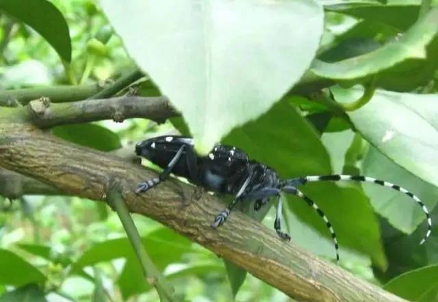 柑橘病虫害最新防治技术,柑橘病虫害详解视频教程