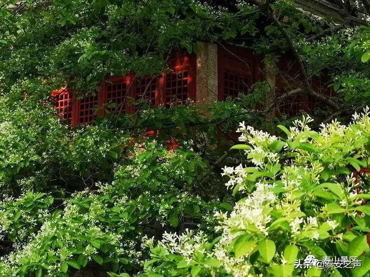 三月三蟠桃会王母娘娘聚群仙,又是一年三月三王母娘娘蟠桃会