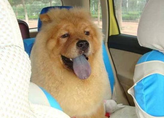 松狮犬有几种颜色,纯种松狮最大的特征