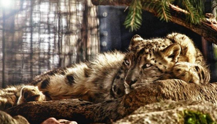 地球历史中最厉害的食肉动物,世界上有什么食肉动物