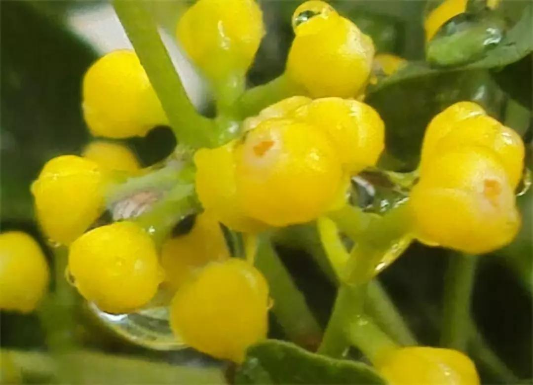 养殖米兰,米兰的冬季养护方法与要点