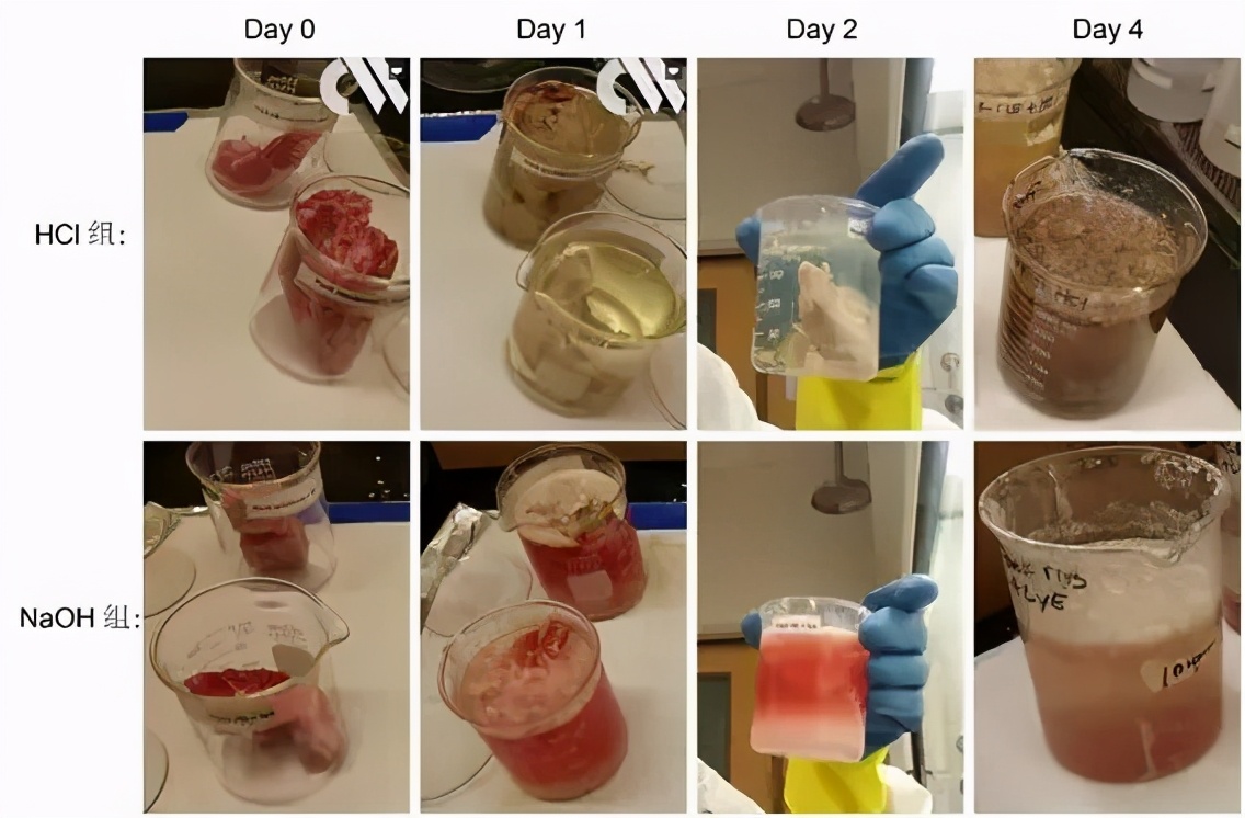 都市传说绿色尸体,化尸水真实事件