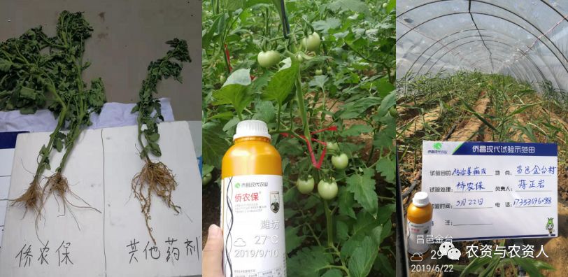 侨昌现代农业有限公司,侨昌现代农业