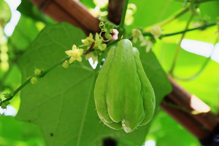 佛手瓜怎么栽培才能长出来,佛手瓜种植方法和注意事项大全