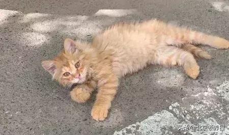 喵星人第二季,喵星人第2季免费观看