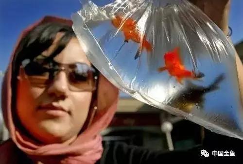 在英国买金鱼,欧洲买金鱼