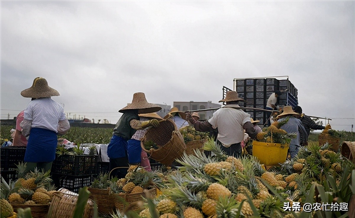 菠萝最新价格是多少钱一斤,现在菠萝还会涨价吗