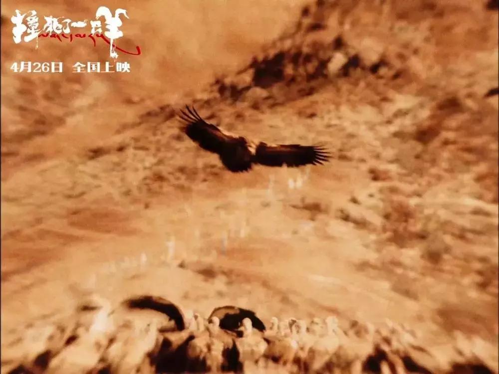 两个金巴其实是一个金巴|撞死了一只羊