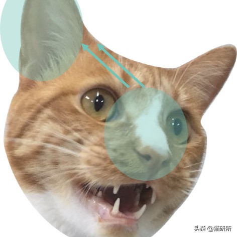 铲屎官得了猫癣怎么处理,铲屎官必知猫咪急救办法