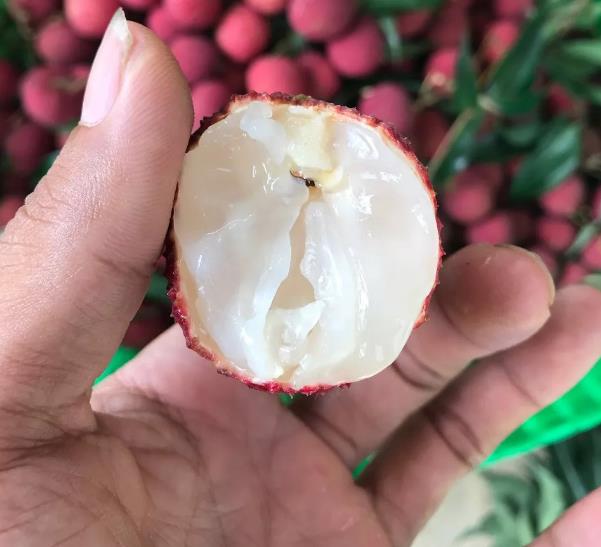 “糯米糍”是荔枝中的一个优良品种，果大肉厚，你吃过吗？