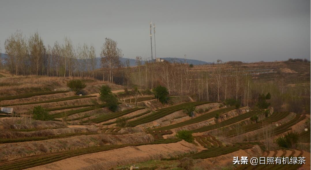 2021年日照绿茶春茶现状解读！这是高纬度茶的必然
