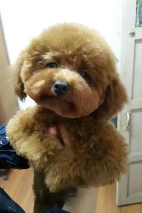 泰迪狗怎么训练得比较好,泰迪狗怎么训练29个基础动作