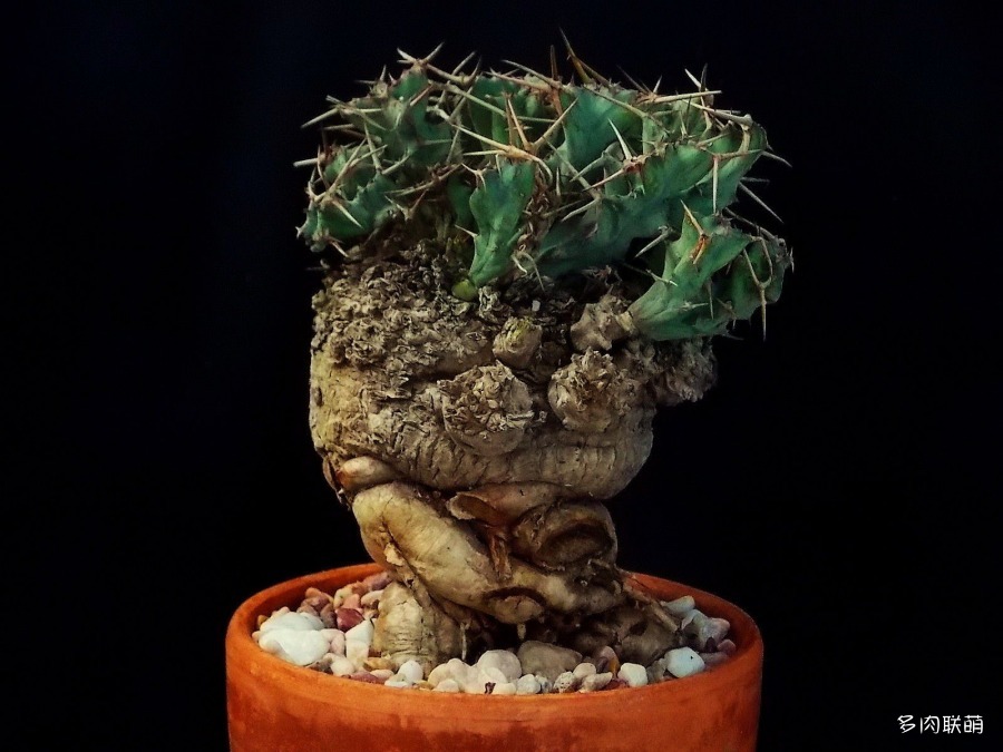 多肉奇趣麒麟好养吗,多肉植物奇葩有趣