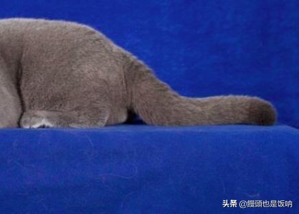 英国短毛猫饲养,养英国短毛猫需要的注意事项