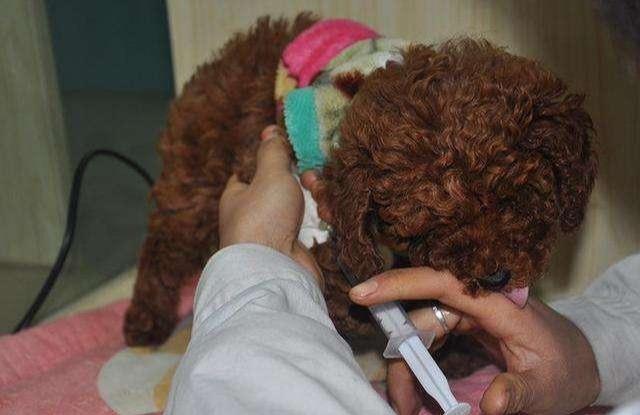 让泰迪恐惧的狗语,怎么让泰迪害怕恐惧