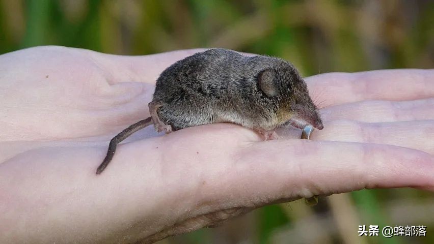 老鼠的天敌那么多为什么还没绝种,老鼠的天敌是谁为什么没有灭绝