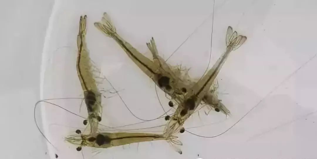 南美白对虾不硬壳是什么原因,南美白对虾营养拌料怎么拌的
