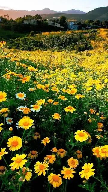 徐映珉||疏影映窗情思涌——品读刘光斌老师散文《好大一棵树》