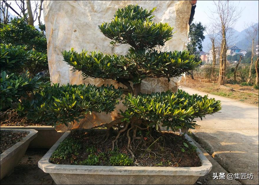 中华蚊母树桩盆景怎么养,盆景中华小叶蚊母怎样养护