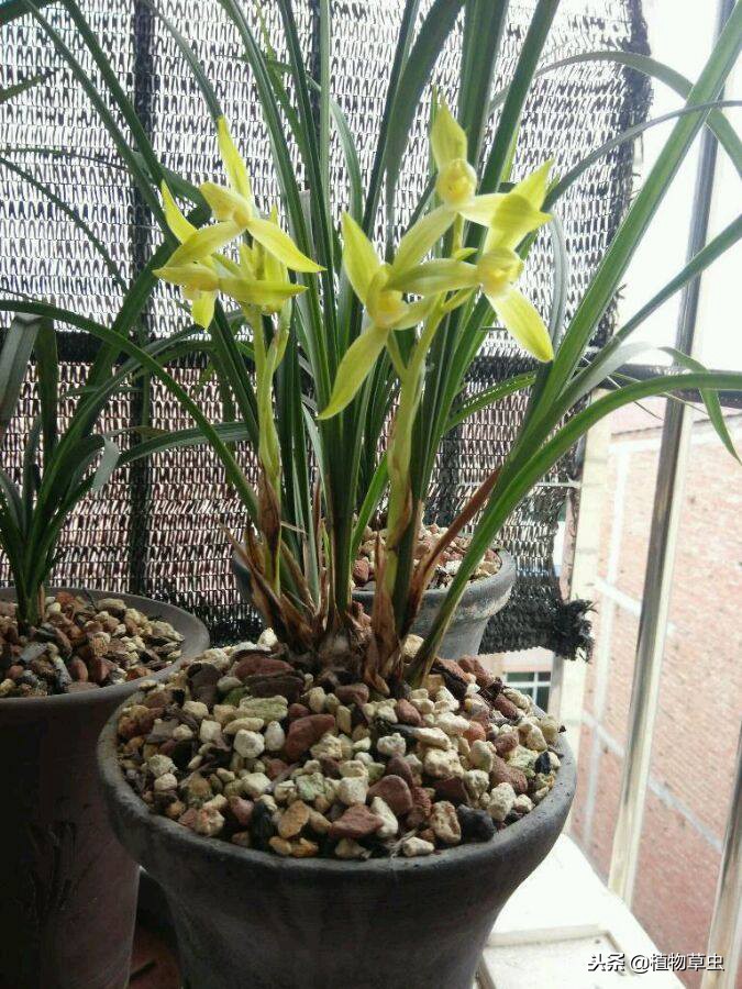 种植兰花松树皮和植金石的比例,植金石松树皮养兰花多久浇水