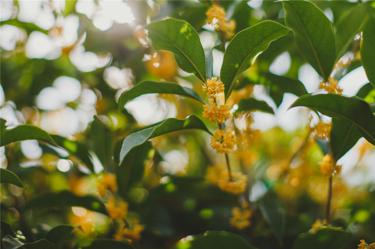 秋天苏州游玩,苏州旅游攻略秋天