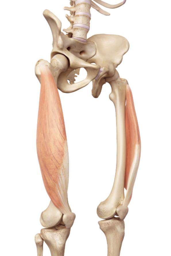 股内侧肌怎么拉伸放松,股外侧肌紧张怎么缓解