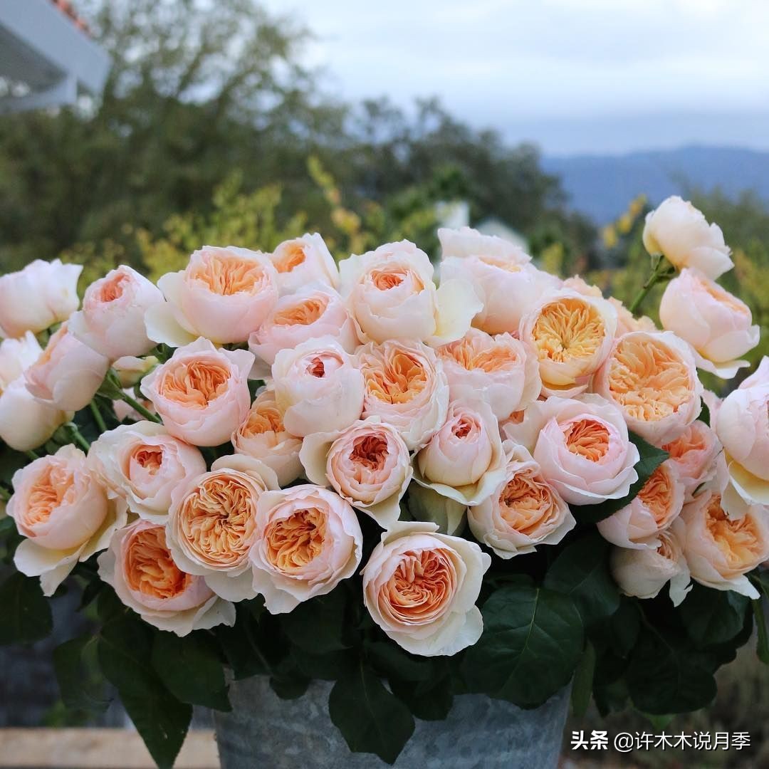 自己买玫瑰花种植,关于种植玫瑰花教程