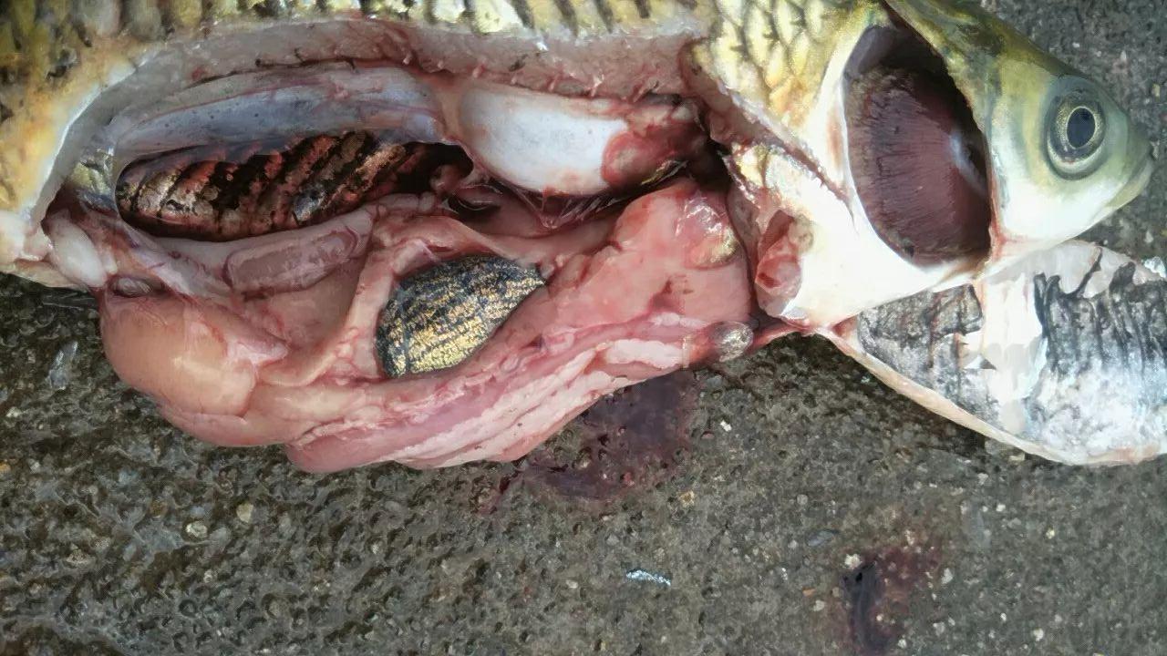 草鱼大肚子怎么回事,草鱼养殖中大肚子该怎么办