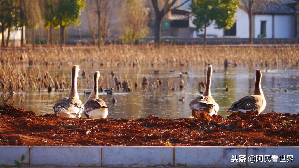 云南普者黑元阳坝美6天旅游攻略,云南建水普者黑旅游路线