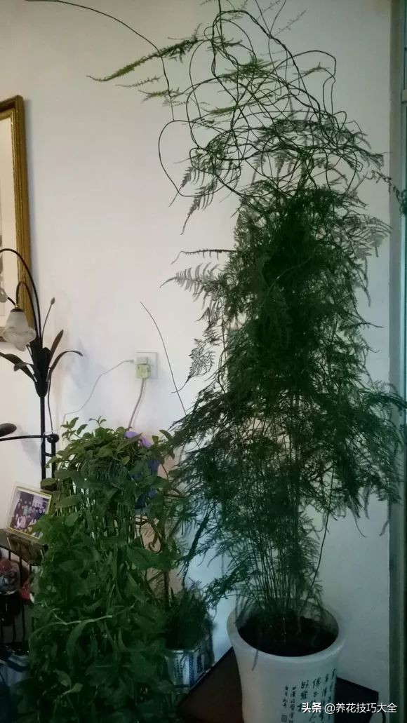 爬墙花卉哪些最好养一年四季,爬墙最好养的十种花