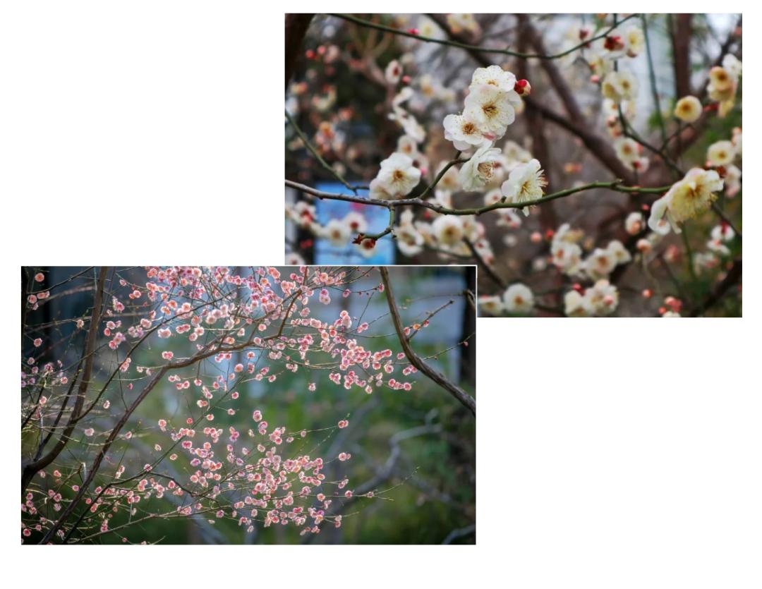 济南3月免费赏花攻略,花都开了济南周边赏花攻略收好