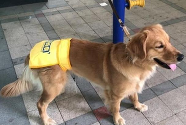 8岁金毛来大姨妈,金毛第一次来大姨妈什么样