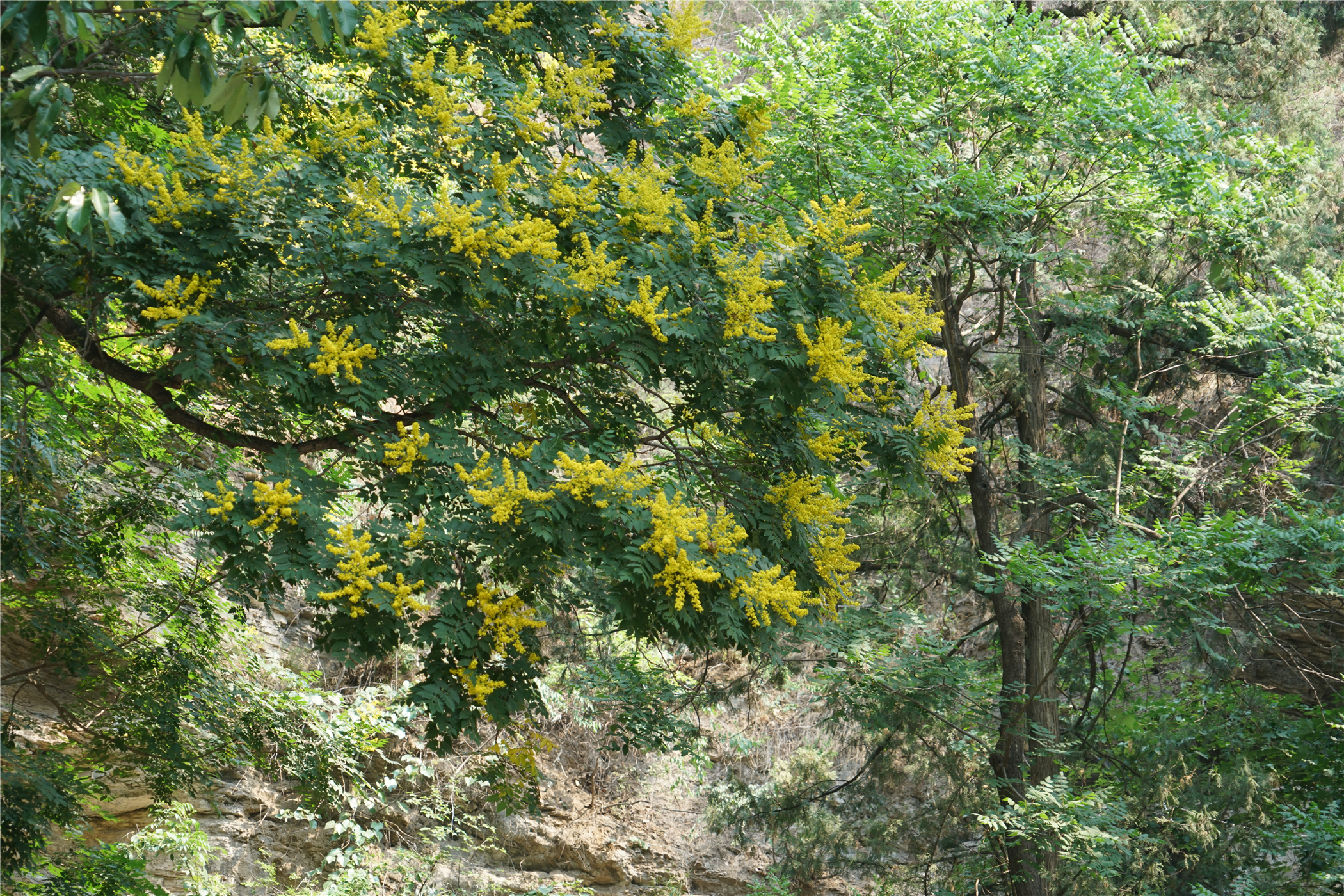 上方山自然保护区,上方山森林国家森林公园周边攻略