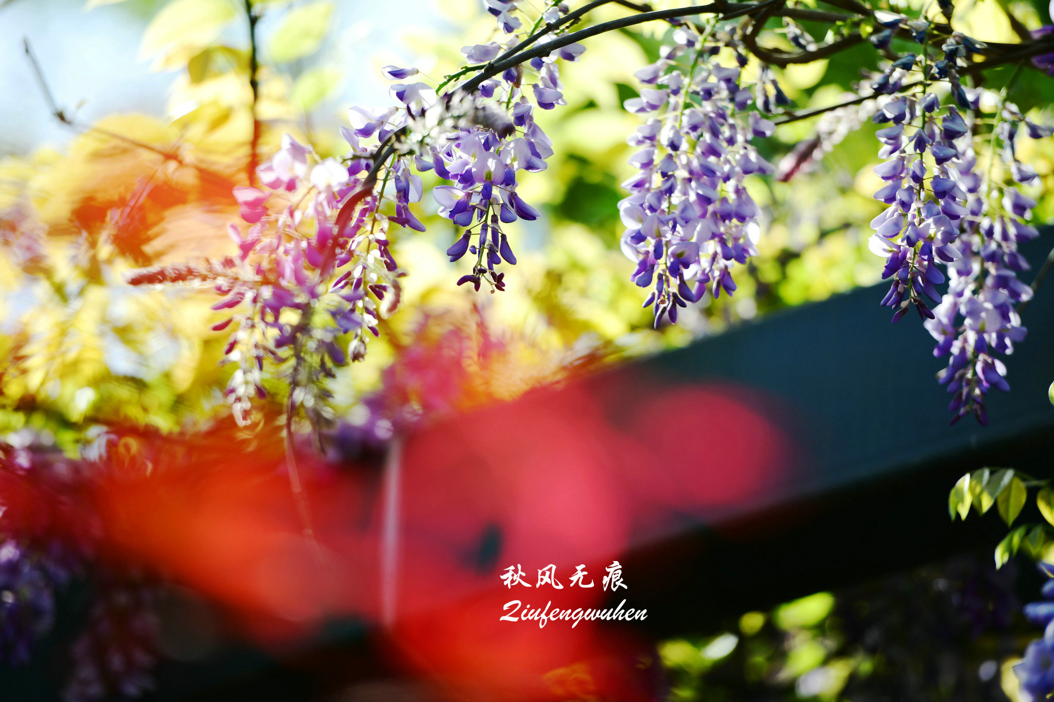 四月的春风西安,四月春风里的樱花