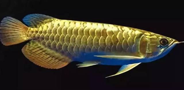 观赏鱼种类大全,观赏鱼鲨鱼的种类